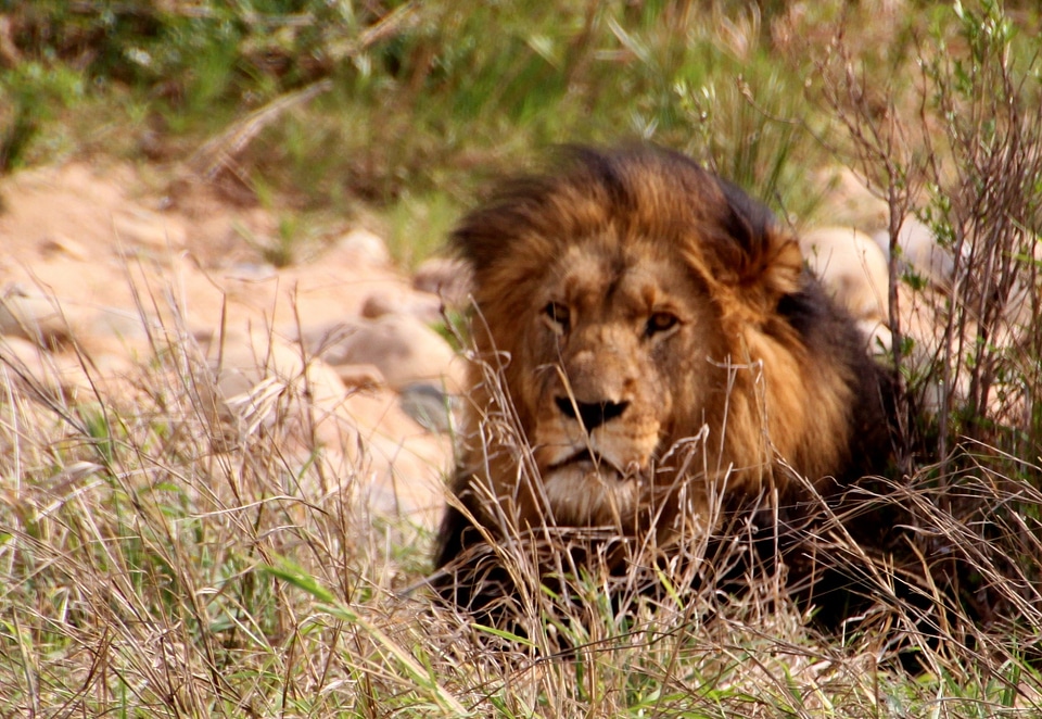 Predator africa wild animal