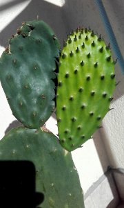 Barbary Fig Eastern Prickly Pear Cactus Nopalito