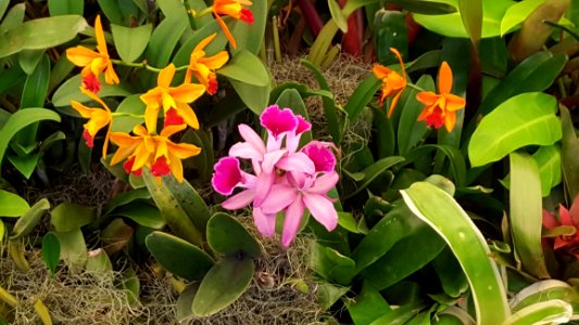 Plant Flower Flora Flowering Plant