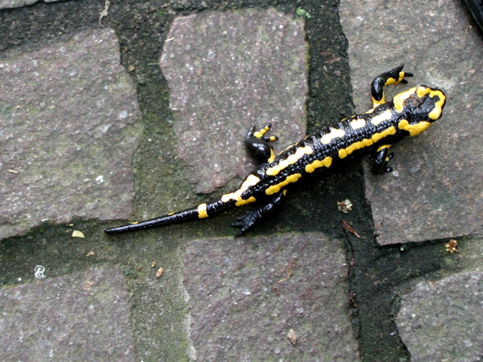 Salamandra Reptile Amphibian Salamander