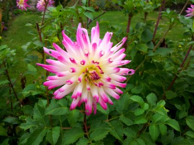 Flower Plant Flora Dahlia