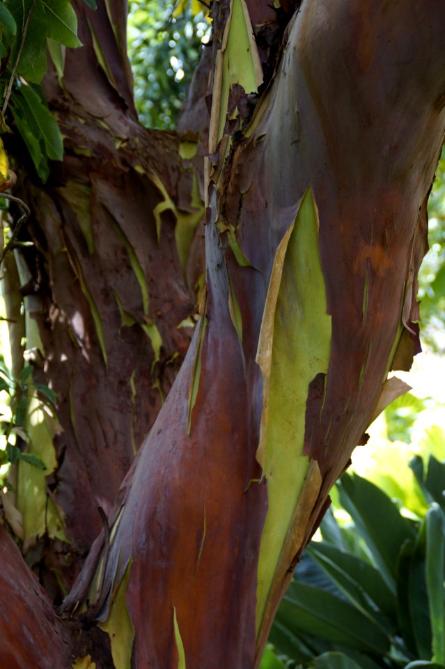 Plant Leaf Tree Vegetation