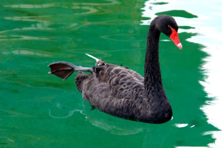 Bird Black Swan Water Water Bird