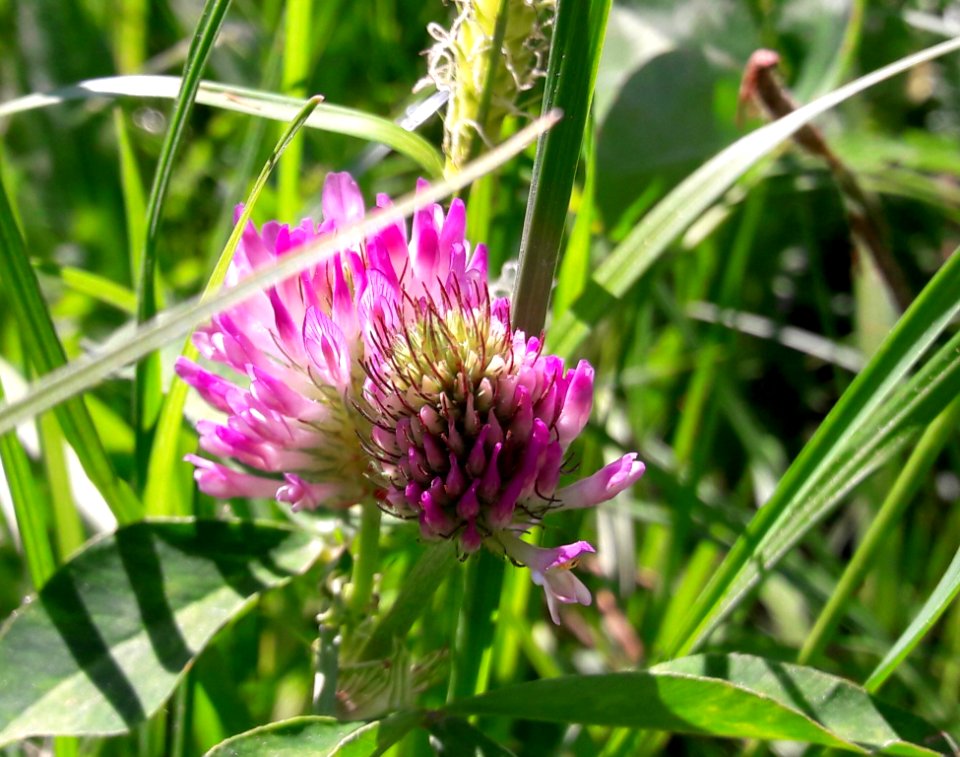 Plant Flower Flora Silybum
