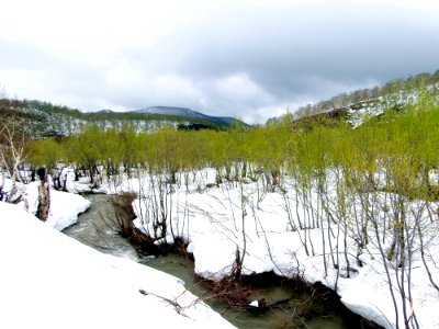 Snow Winter Wilderness Tree photo