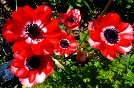 Flower Flowering Plant Plant Anemone photo