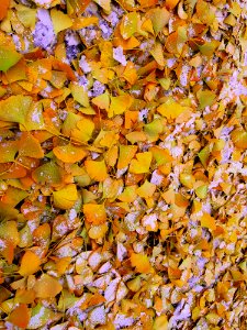 Yellow Deciduous Autumn Leaf photo