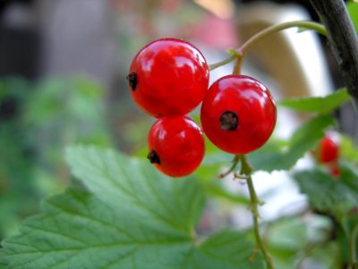 Berry Fruit Currant Cherry photo