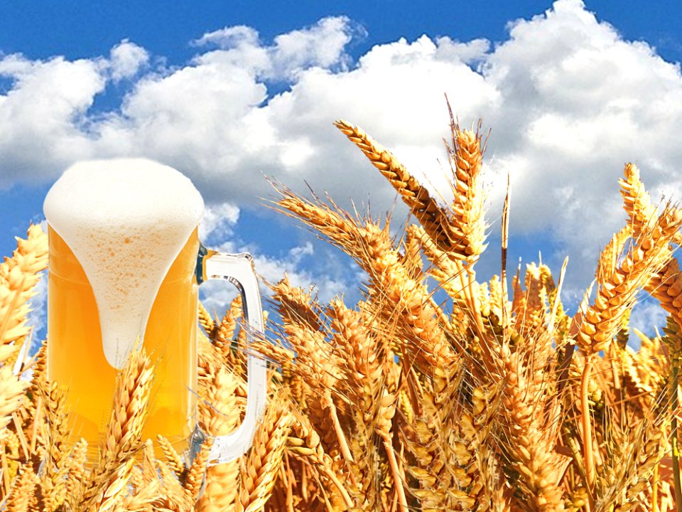 Food Grain Wheat Grass Family Grain