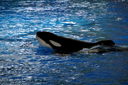 Mammal Marine Mammal Killer Whale Whales Dolphins And Porpoises photo