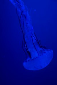 Jellyfish Cnidaria Blue Marine Invertebrates