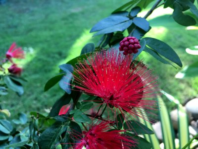 Plant Flora Vegetation Flower