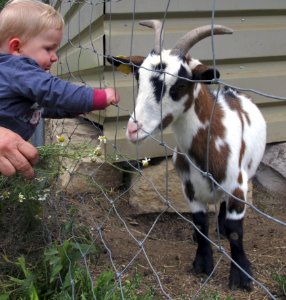 Goats Goat Cow Goat Family Livestock