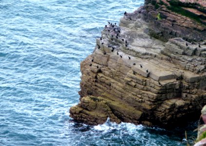 Coast Cliff Sea Coastal And Oceanic Landforms