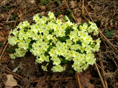 Flower Plant Flowering Plant Flora