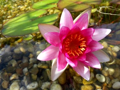 Flower Plant Flora Flowering Plant