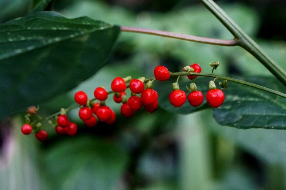 Berry Aquifoliaceae Plant Buffaloberries