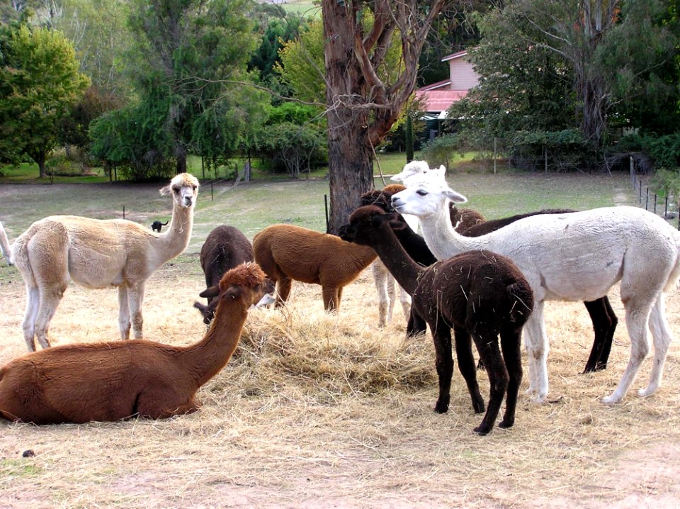 Alpaca Camel Like Mammal Llama Fauna