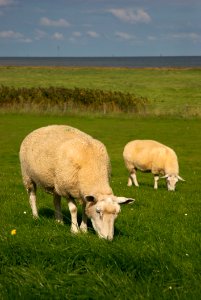 Grassland Pasture Grazing Ecosystem