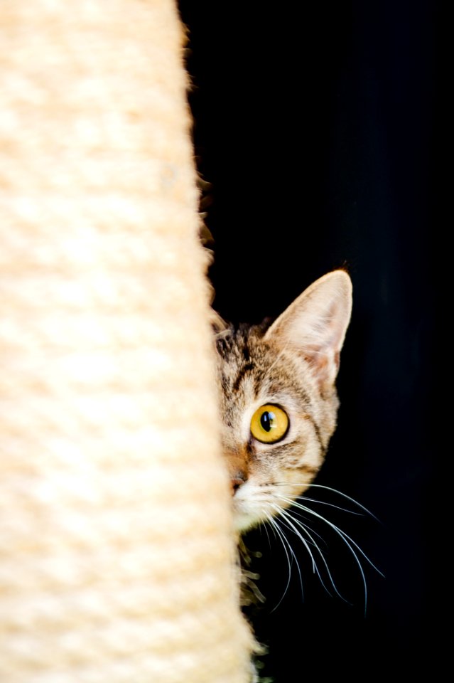 Cat Whiskers Small To Medium Sized Cats Fauna
