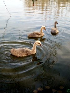 Water Duck Reflection Fauna photo