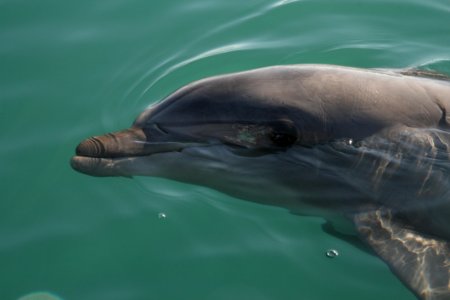 Dolphin Common Bottlenose Dolphin Marine Mammal Water