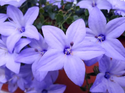 Flower Blue Plant Flowering Plant photo