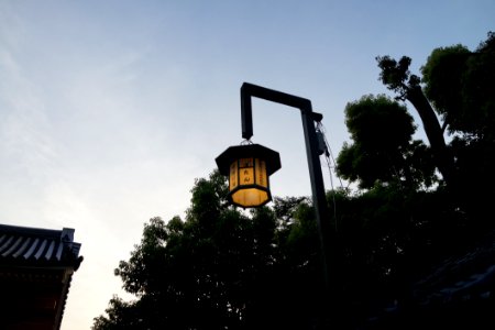 Sky Street Light Light Fixture Tree