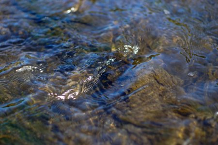 Water Water Resources River Fauna