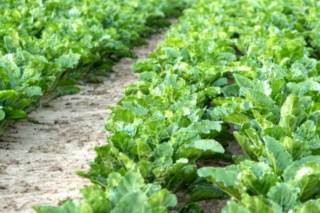 Leaf Vegetable Field Agriculture Plant