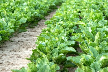 Leaf Vegetable Field Agriculture Plant photo