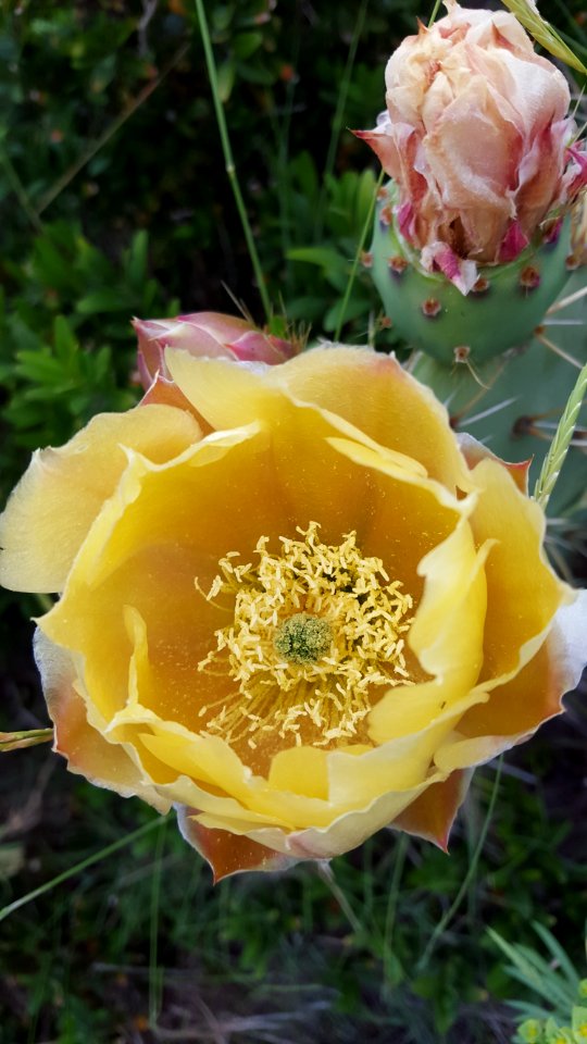 Yellow Flowering Plant Prickly Pear Rose Family