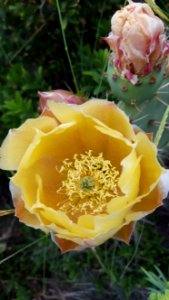 Yellow Flowering Plant Prickly Pear Rose Family photo