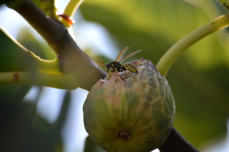 Close Up Branch Insect Plant Stem