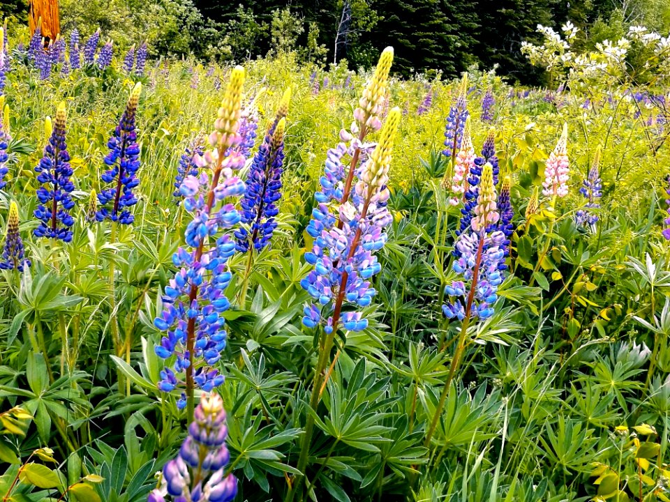 Plant Flower Flora Lupin