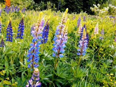 Plant Flower Flora Lupin photo