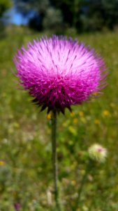 Silybum Thistle Plant Noxious Weed