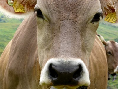 Cattle Like Mammal Fauna Dairy Cow Horn photo