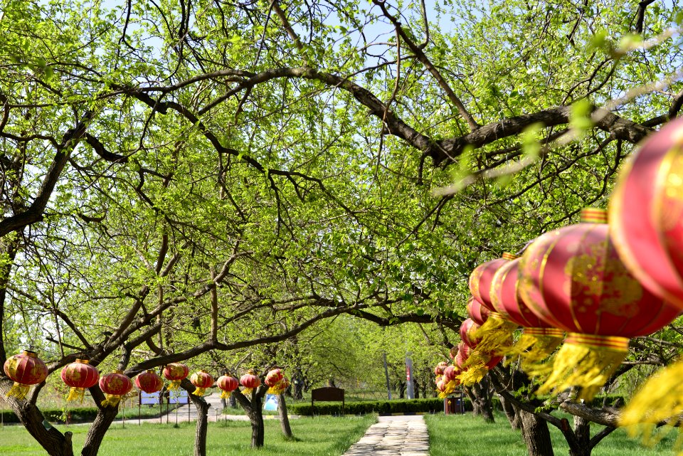 Plant Tree Nature Flower