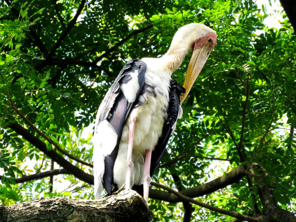 Stork Bird Ciconiiformes Fauna