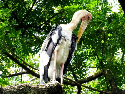 Stork Bird Ciconiiformes Fauna photo