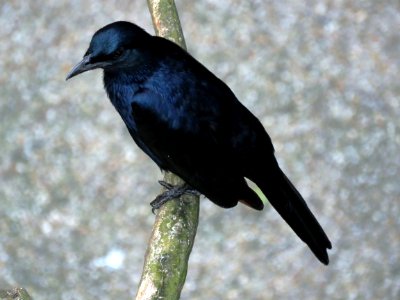 Bird American Crow Crow Like Bird Rook photo