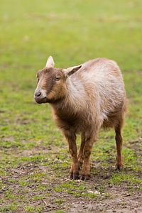 Farm mammal outdoors