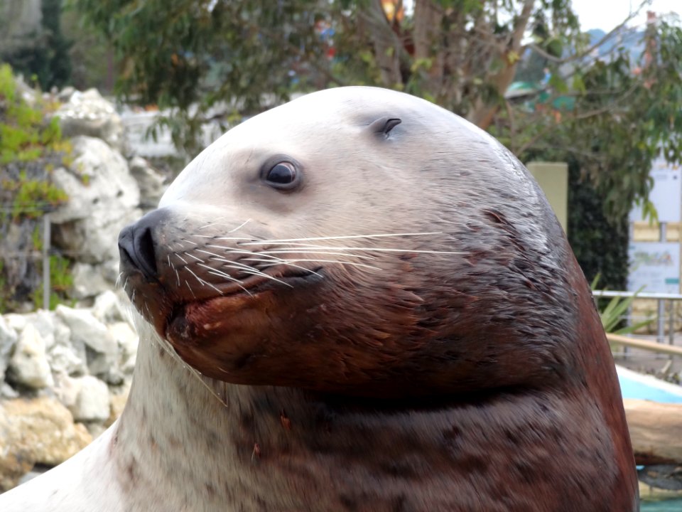 Seals Fauna Mammal Harbor Seal photo