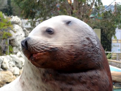 Seals Fauna Mammal Harbor Seal photo