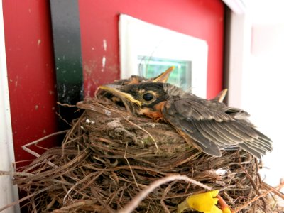 Bird Nest Nest Bird Beak photo