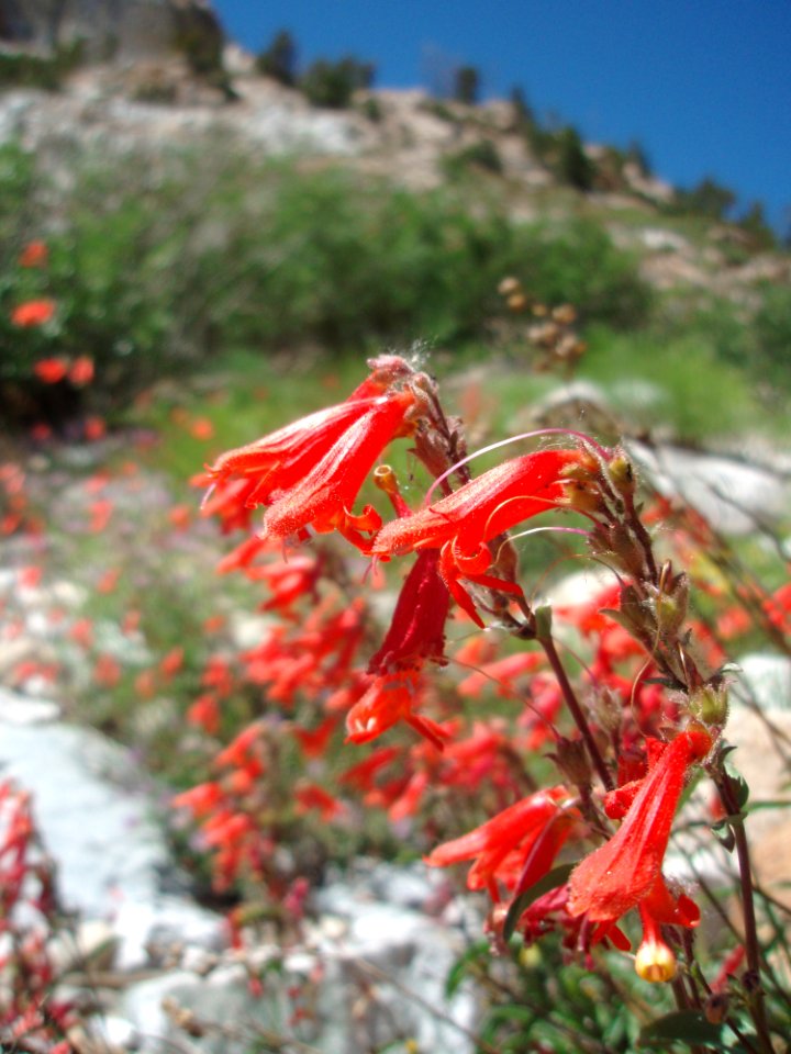 Plant Flower Flora Vegetation