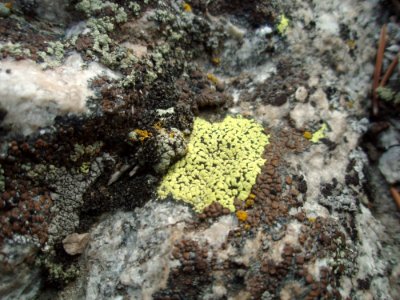 Rock Soil Organism Non Vascular Land Plant