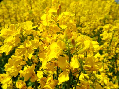 Rapeseed Yellow Mustard Plant Flower photo