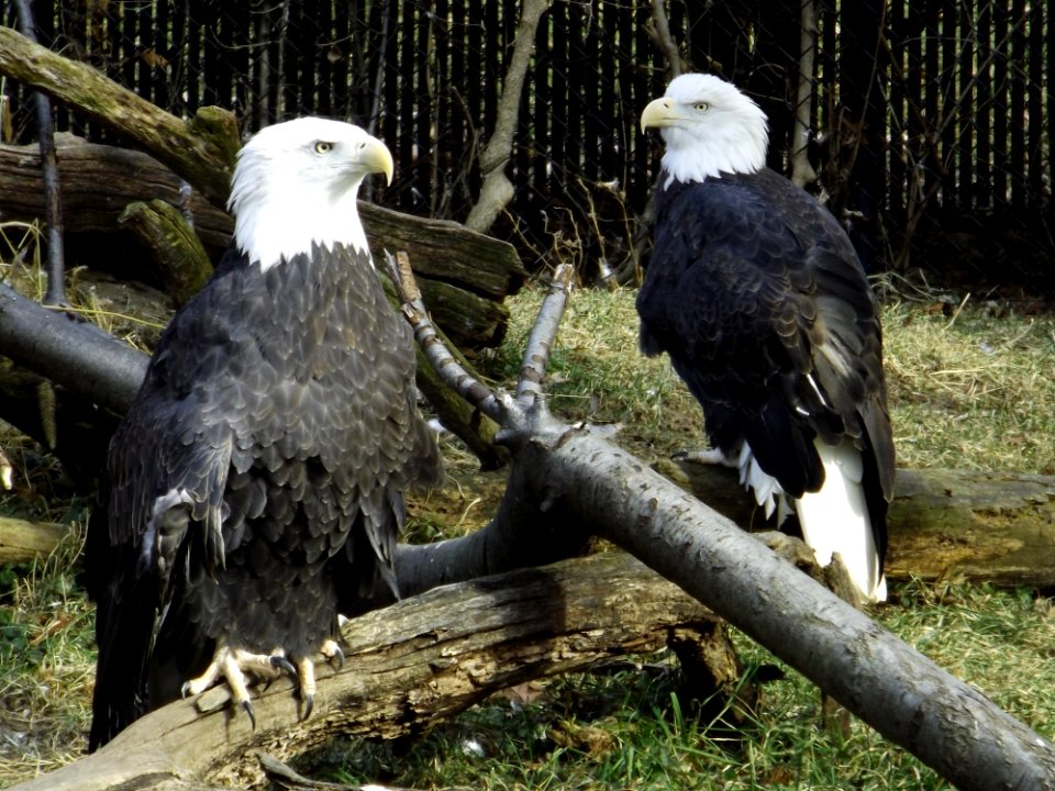 Bird Of Prey Eagle Bird Beak